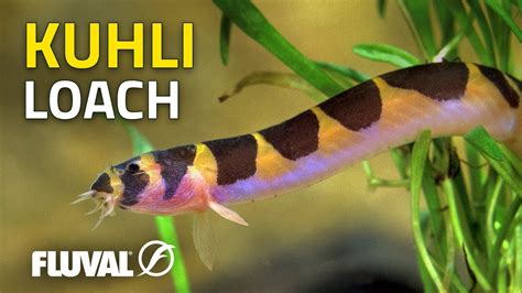 puff fall loach ick can winks|Puff Fall Loach Ick Can Winks .